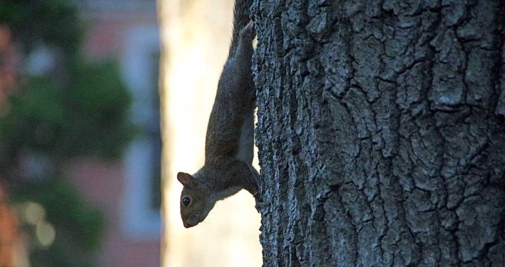Kamikaze Squirrel